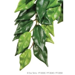Plante Ficus 25x40 cm - Exo Terra