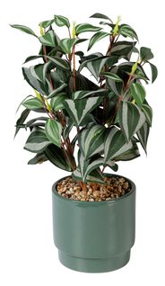 Ficus H. 40 cm USTON Vert