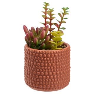 Compo succulentes H. 17 cm VERBENA Orange