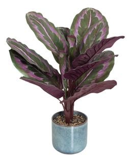 Plante + pot H. 63 cm VALLEA Violet