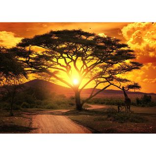 Tableau Sur Verre Synthétique Savane Au Coucher Du Soleil 65x97 Cm