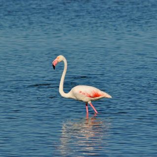 Tableau Sur Toile Jolie Flamant Rose 45x45 Cm