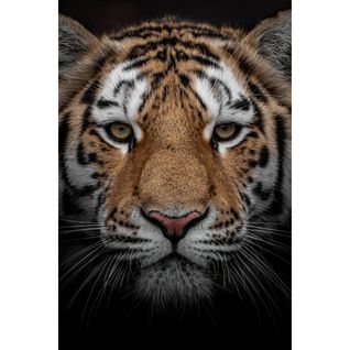 Tableau Sur Toile Portrait D'un Tigre 65x97 Cm