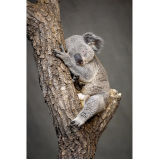 Tableau Sur Toile Koala Endormi 45x65 Cm
