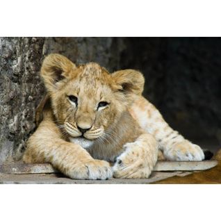 Tableau Sur Toile Lion Cub 30x45 Cm