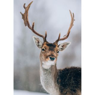 Tableau Sur Toile Cerf Sous La Neige 65x97 Cm