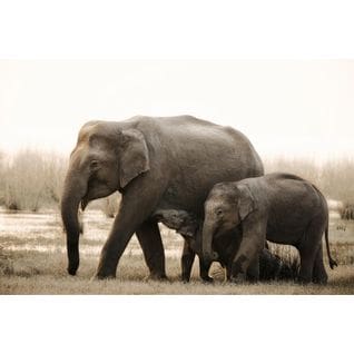 Tableau Sur Verre Famille D'éléphants 45x65 Cm