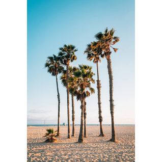 Tableau Sur Verre Palm Trees 30x45 Cm