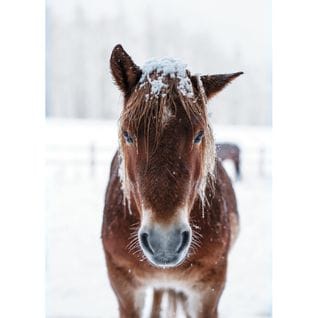 Tableau Sur Toile Cheval Des Neiges 100x140 Cm