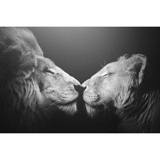 Tableau Sur Verre Bisou De Lion 45x65 Cm