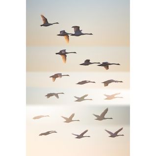 Tableau Sur Verre Synthétique Oiseaux Sauvages 80x120 Cm