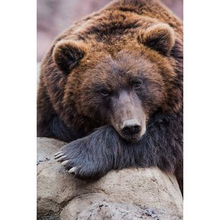 Tableau Sur Verre Portrait D'ours 45x65 Cm