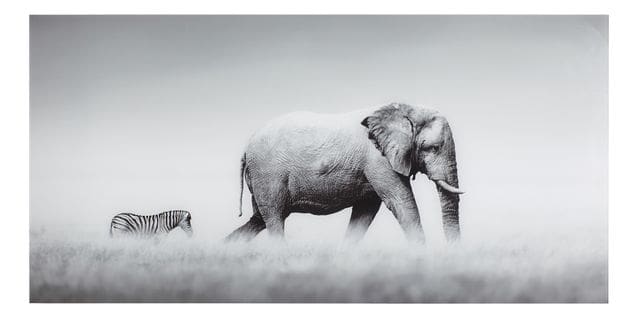 Tableau plexiglass 50x100 cm ELEPHANT ZEBRE Gris