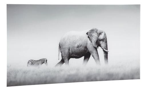 Tableau plexiglass 50x100 cm ELEPHANT ZEBRE Gris