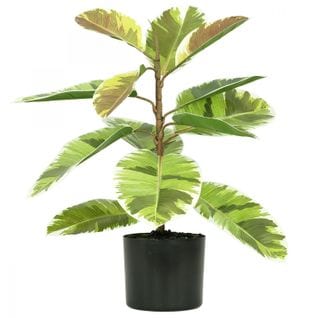 Plante Verte Artificielle Caoutchouc 65cm