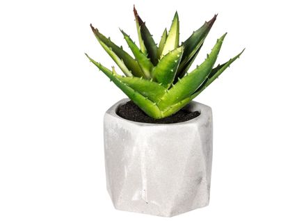 Pot cactus H. 13 cm ARIANE Vert