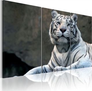 Tableau Tigre Blanc 60 X 40 Cm Blanc