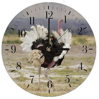 Horloge Murale Panoramique Autruche Sauvage Nature 40 X 40 Cm Marron