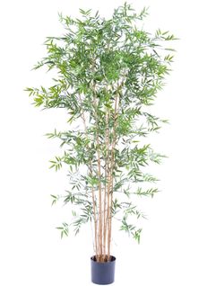 Plante Artificielle Haute Gamme Spécial Extérieur En Bambou Artificiel, Couleur Verte - 210 X 90 Cm
