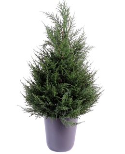 Plante artificielle haute gamme Spécial extérieur Cyprès coloris vert - Dim : 65 x 33 cm