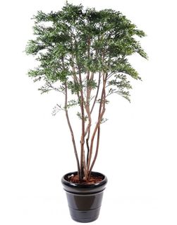 Plante artificielle haute gamme Spécial extérieur / Saule Américain - Dim : 175 x 100 cm