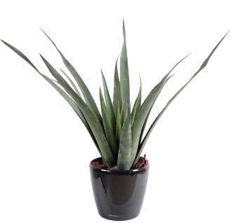 Plante artificielle haute gamme Spécial extérieur / Aloe artificielle ferox - Dim : 65 x 60 cm