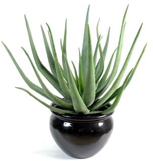 Plante artificielle haute gamme Spécial extérieur / Aloevera artificielle - Dim : 55 x 30 cm