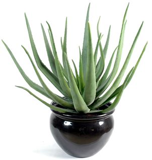 Plante artificielle haute gamme Spécial extérieur / Aloevera artificielle - Dim : 70 x 40 cm