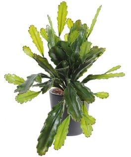 Plante artificielle haute gamme Spécial extérieur / Epiphyllum artificiel - Dim : 50 x 25 cm