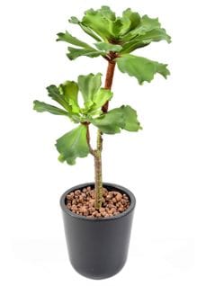 Plante artificielle haute gamme Spécial extérieur / SUCCULENT artificielle - Dim : 50 x 25 cm