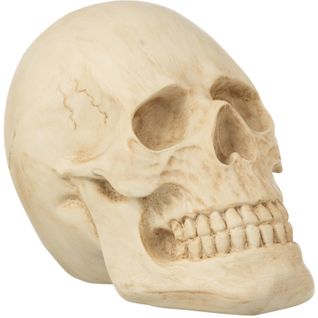 Crâne Beige Résine 20x14x15cm