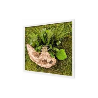 Tableau Végétal Carré Nature Avec Plantes Stabilisées 35 x 35 cm