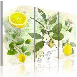 Tableau Imprimé "fruit : Lemon" 40 X 60 Cm