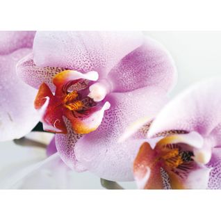 Violet Orchid, Photo Murale, 160 X 115 Cm, 1 Part