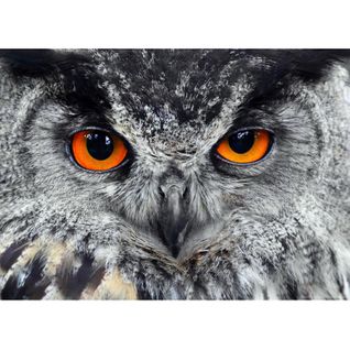 Owl, Photo Murale, 160 X 115 Cm, 1 Part