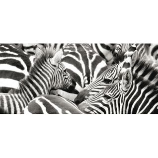 Zebras, Photo Murale, 202 X 90 Cm, 1 Part