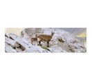 Tableau Sur Toile Famille Chamois 30x97 Cm