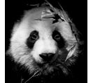 Tableau Sur Verre Portrait Panda 45x45 Cm