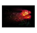 Tableau Sur Toile Rose Illuminée 30x45 Cm