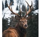 Tableau Sur Verre Regard D'un Cerf 45x45 Cm