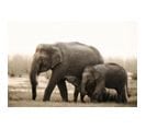 Tableau Sur Toile Famille D'éléphants 30x45 Cm