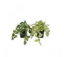 Plante Verte Artificielle Tombante 18cm Lot De 2