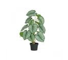 Plante Verte Calathea Artificiel 62cm