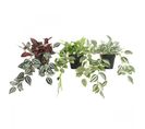 Plante Verte Artificielle Tombante 50cm Lot De 3