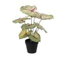 Plante Artificielle Caladium En Pot D. 34 X H. 41 Cm