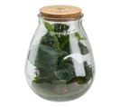 Botanique terrarium H. 29,5 cm BOTA Vert