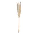 Lot De 6 Fleurs Artificielles "pampa" 66cm Naturel