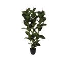 Plante Artificielle Ficus Robusta En Pot H 120 Cm