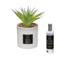 Coffret Senteur Cactus Plante Décorative Et Son Spray De Parfum