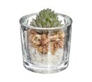 Plante Grasse Artificielle Pot En Verre D 6,5 X H 10 Cm